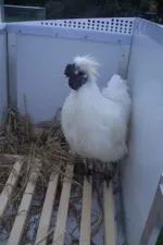 Chicubes Plastic Chicken House for 6 Hens Green - Image 4